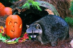 Creatures of the Night