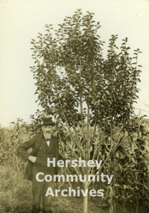 Henry Hershey with an experimental pear tree, 1900