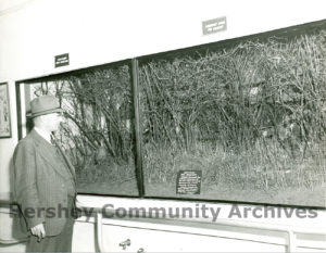 In 1950 Hershey Zoo worked with the Pennsylvania Game Commission to install several dioramas featuring Pennsylvania wildlife. Here, Hershey Estates employee George Bartels views the exhibit.