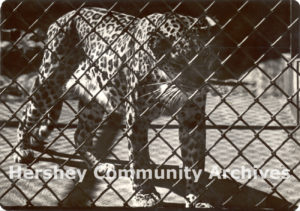 Hershey Park Zoo featured animals from around the world such as this leopard, ca.1913-1942