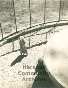 Hershey Zoo began with a gift of a colony of prairie dogs. ca.1950-1970