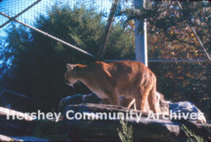 ZooAmerica, mountain lion, ca. 2000