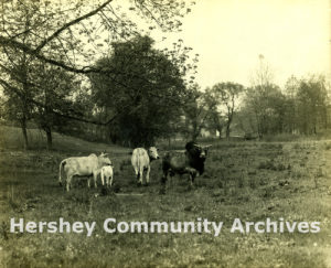 Hershey Park Zoo, herd of zebu, ca. 1915