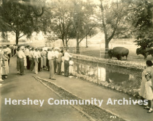 Visitors viewing buffalo at Hershey Park Zoo, ca. 1935-1950